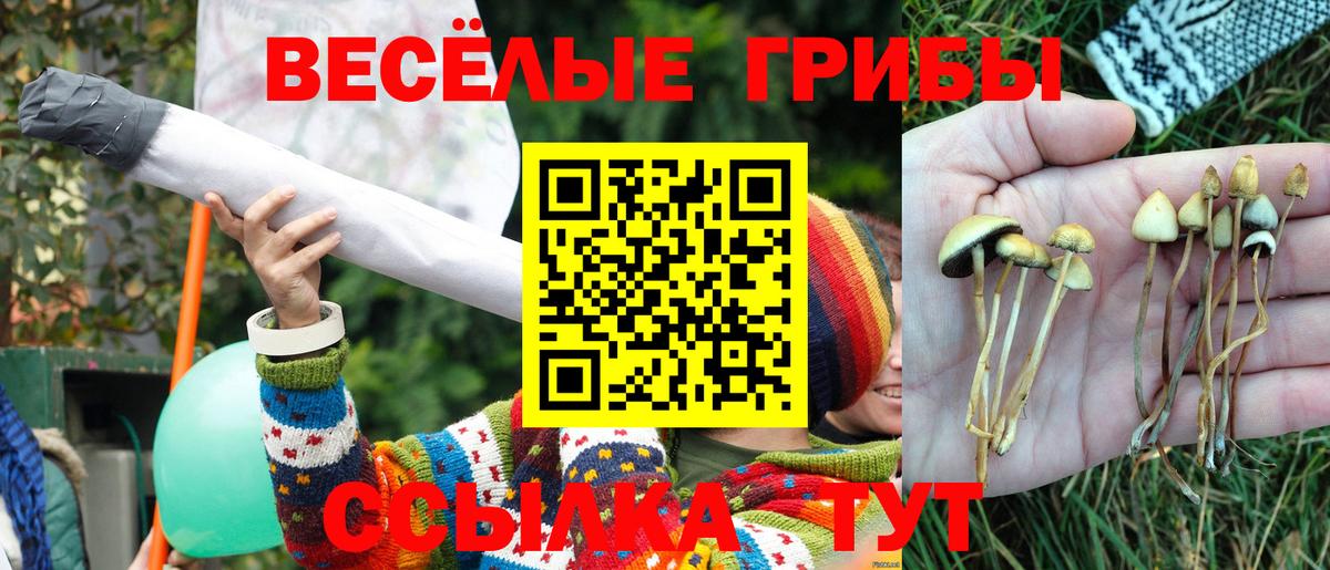Псилоцибиновые грибы мицелий Павловский Посад